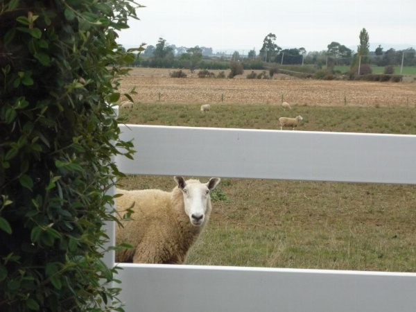 Little Sunnyside Accommodation image 19